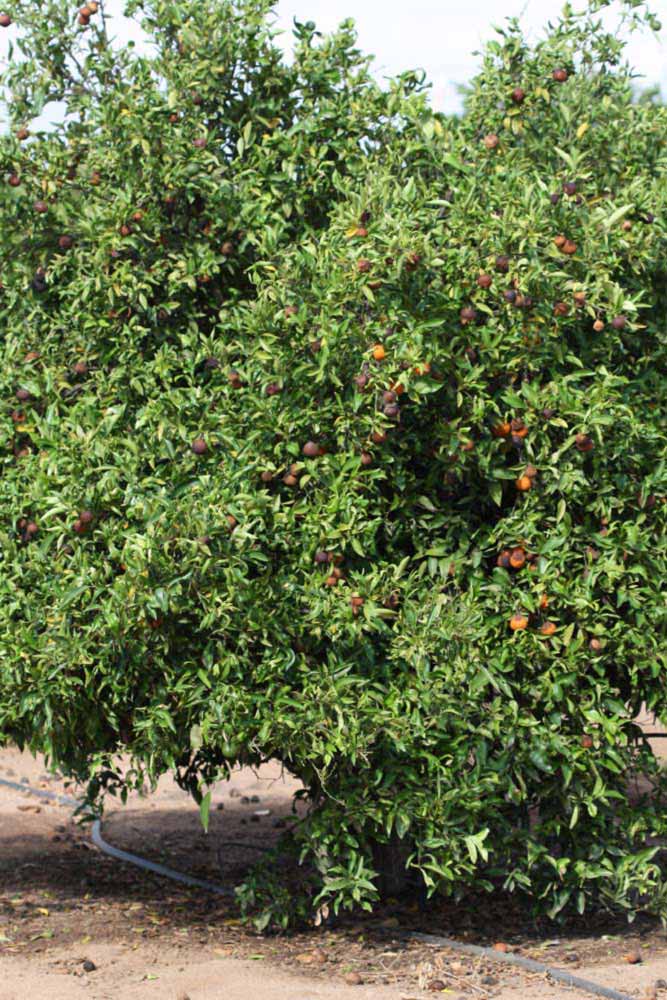            Habit (Riverside, CA)   